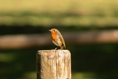 Erithacus rubecula