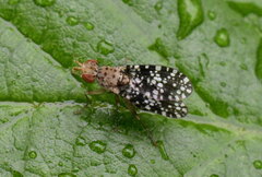 Trypetoptera punctulata