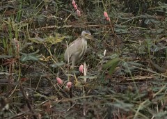 Ixobrychus sinensis
