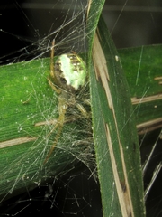 Araneus venatrix