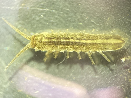 Idotea chelipes