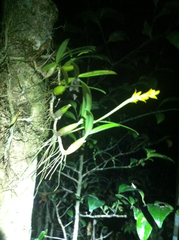 Bulbophyllum auriflorum image