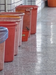 Passer montanus saturatus