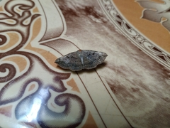 Blasticorhinus rivulosa