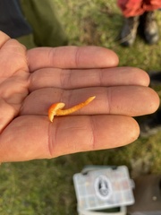Hygrocybe mucronella