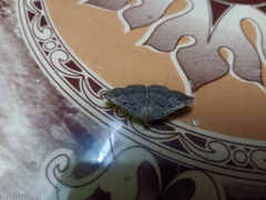 Blasticorhinus rivulosa