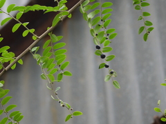 Phyllanthus reticulatus
