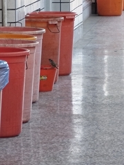 Passer montanus saturatus