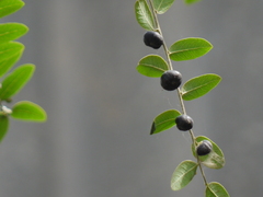 Phyllanthus reticulatus