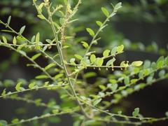 Phyllanthus reticulatus