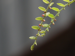 Phyllanthus reticulatus