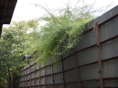 Phyllanthus reticulatus