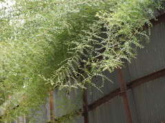 Phyllanthus reticulatus