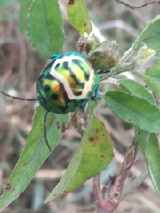 Chrysocoris