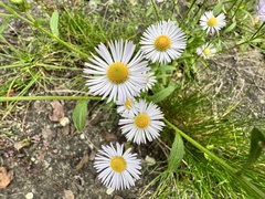 Erigeron annuus