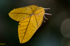Adeloneivaia