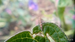 Cosmopterix