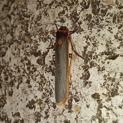 Sozusa scutellata