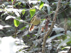 Pycnonotus flavescens