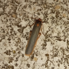 Sozusa scutellata