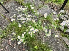 Erigeron annuus