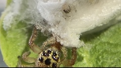 Opisthoncus polyphemus