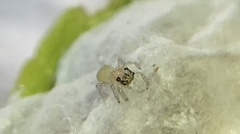 Opisthoncus polyphemus