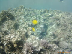 Chaetodon semilarvatus
