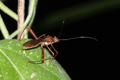 Riptortus abdominalis