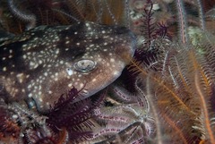 Haploblepharus pictus