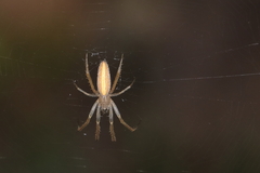 Larinia