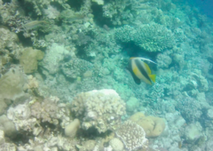 Heniochus intermedius