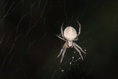 Neoscona theisi