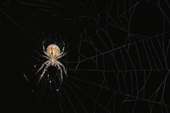 Neoscona theisi