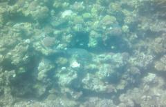 Gymnothorax javanicus