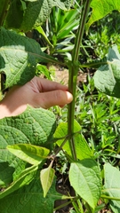 Verbesina crocata