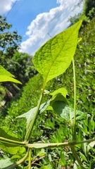 Verbesina crocata