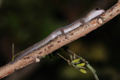 Zig-Zag Gecko photo 2