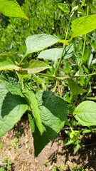 Verbesina crocata