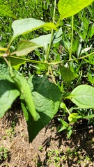 Verbesina crocata