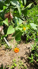 Verbesina crocata