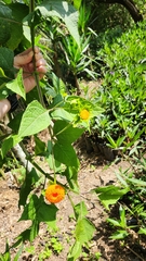 Verbesina crocata