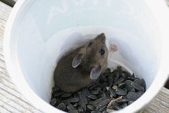 Peromyscus maniculatus