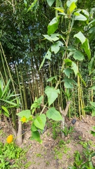 Verbesina crocata