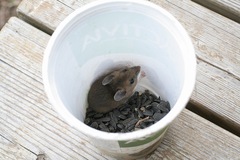Peromyscus maniculatus