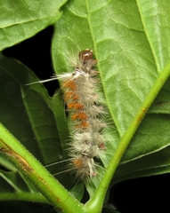 Arctiinae
