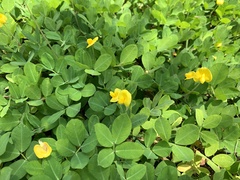 Arachis duranensis