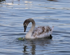 Cygnus olor