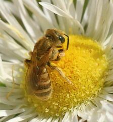 Halictus subauratus