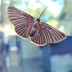 Melanis cephise